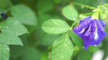 Mavi kelebek bezelye çiçek ağaç fabrikayı kapatmak görüntüleri video üzerinde yağmur damlaları. 