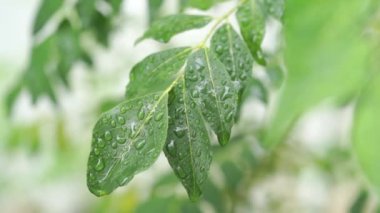 Ağaç fabrikayı kapatmak görüntüleri video köri yaprakları üzerinde yağmur damlaları.