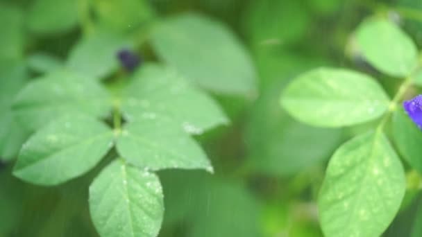 Regnet Droppar Blå Butterfly Ärt Blommor Träd Växt Nära Upp — Stockvideo