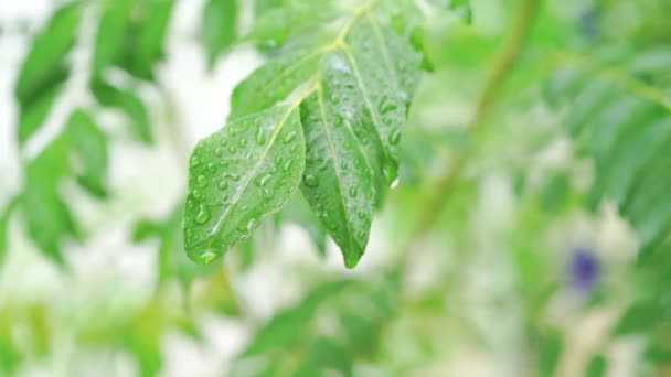 Regen Druppels Curry Bladeren Boom Plant Close Beelden Video — Stockvideo