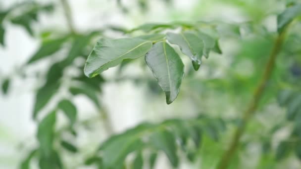 Curry Folhas Árvore Planta Close Filmagem Vídeo — Vídeo de Stock