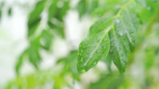 Regentropfen Auf Curry Blätter Baumpflanze Nahaufnahme Filmvideo — Stockvideo