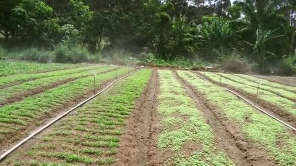 Дождеватели Автоматическая Система Полива Полива Дождевой Воды Видео Фермы Малайзия — стоковое видео