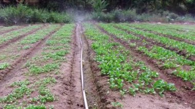 Fıskiyeleri, çiftlik görüntüleri video, Malezya sulama otomatik yağmurlama sulama sistemi.