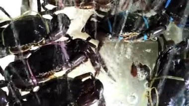 Canlı yengeç restoranda, görüntüleri video akvaryum tankı içinde ip ile kravat.