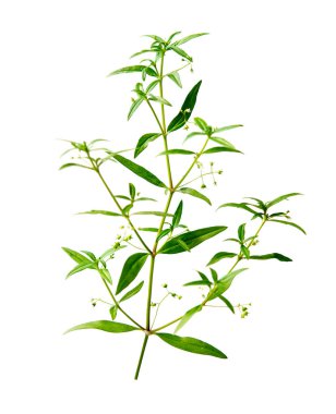 Hedyotis diffusa olarak da bilinen yılan dilini çimen beyaz çiçek bitki beyaz arka plan üzerinde izole geleneksel Çin tıbbı kullanılan bir tür olduğunu..