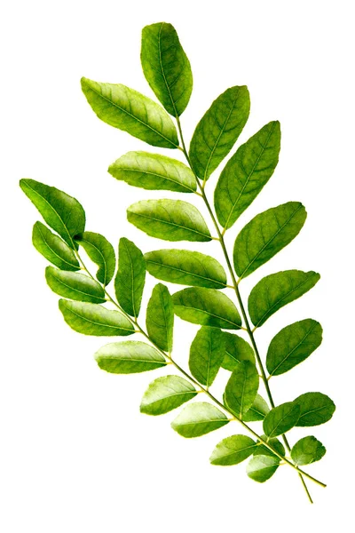 Folhas Frescas Curry Verde Bruto Isoladas Sobre Fundo Branco — Fotografia de Stock