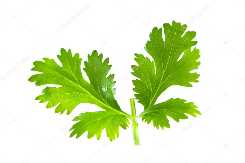 Fresh green parsley isolated on white background. Food ingredients.