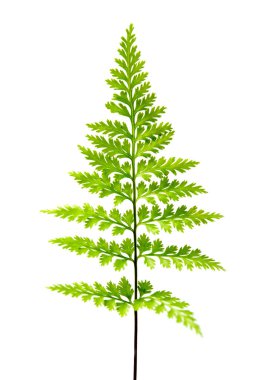 Fern yakın, beyaz arka plan üzerinde izole yaprak.