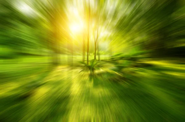 Zoomed Blurred Tropical Green Forest Sunlight — Stock Photo, Image