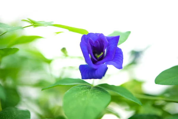 Blue Butterfly Pea Flowers Tree Plant Close — Stock Photo, Image