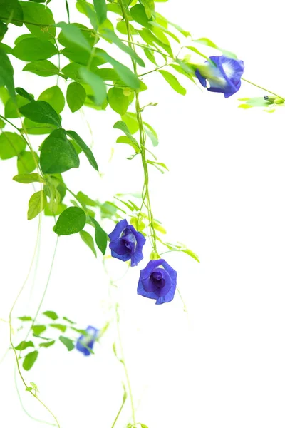 Borboleta Azul Flores Ervilha Árvore Planta Isolado Fundo Branco — Fotografia de Stock