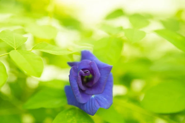 Blue Butterfly Pea Flowers Tree Plant Close — Stock Photo, Image