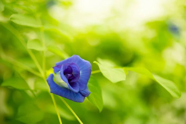 Blue Butterfly Pea Flowers Tree Plant Close — Stock Photo, Image