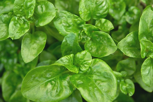 Verde Fresco Brasileiro Espinafre Planta Fundo — Fotografia de Stock