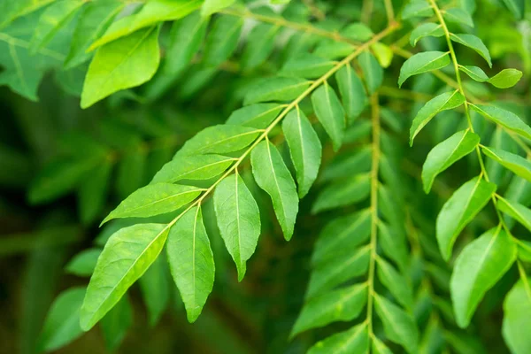 Folhas Caril Árvore Planta Perto — Fotografia de Stock