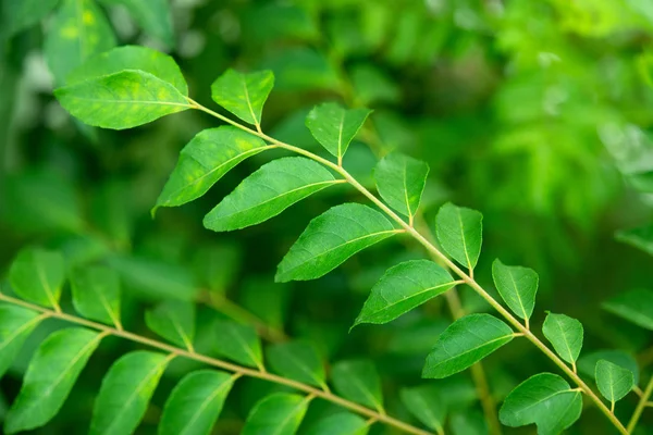カレーの葉の木の植物をクローズ アップ — ストック写真