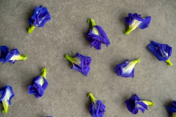 Kék Pillangó Borsó Virágok Szürke Háttér — Stock Fotó