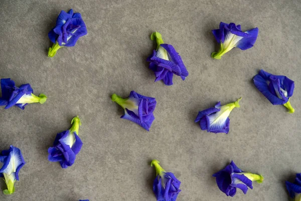 Blue Butterfly Pea Flowers Grey Background — Stock Photo, Image