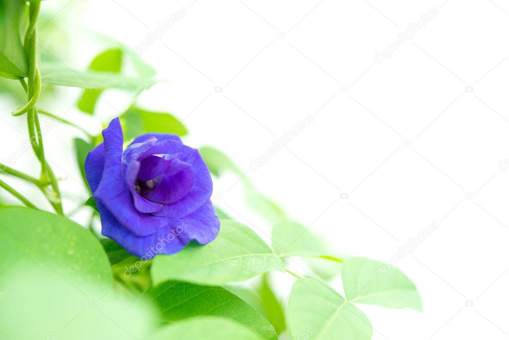 Blue butterfly pea flowers tree plant isolated white background.