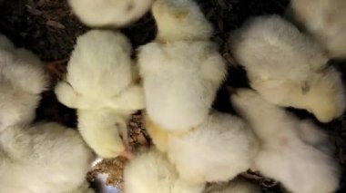 Genç bebek civcivlerin bir tavuk çiftliği görüntüleri video üzerinde sarı.