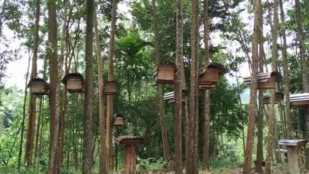 在热带森林的蜜蜂蜂箱录像 — 图库视频影像