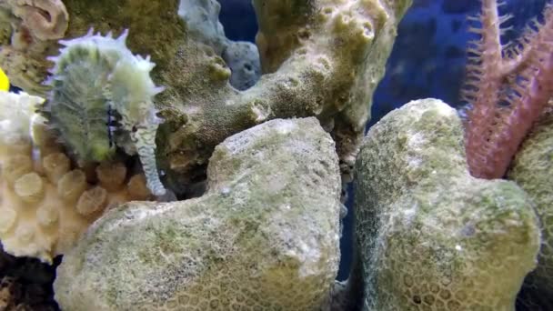 Akvaryum Yaban Hayatı Içinde Küçük Deniz Atı — Stok video