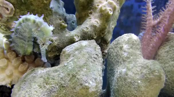 Little Seahorse Aquarium Wildlife — Stock Video