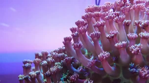 Coral Elegante Aquário Água Salgada — Vídeo de Stock