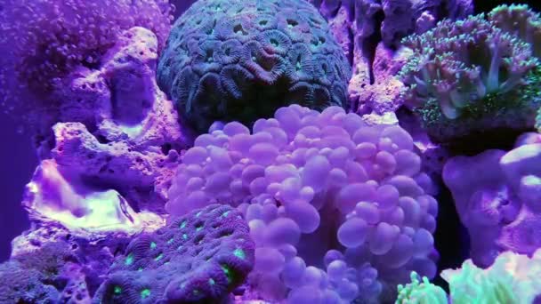Элегантные Кораллы Аквариуме Морской Водой — стоковое видео