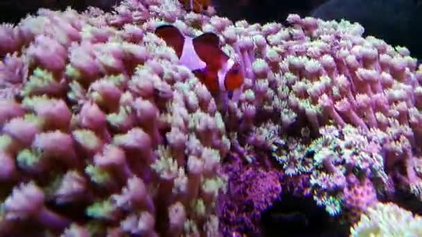 Elegance korálů v mořské akvárium