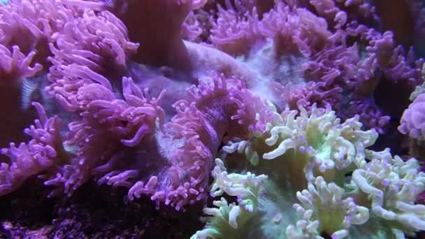 Elegancja Koral Akwarium Morskie — Wideo stockowe
