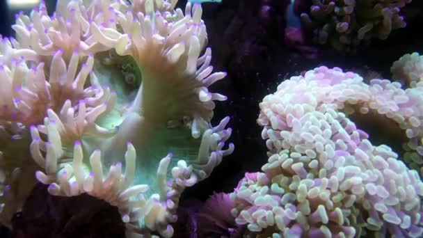 Elegancia Coral Acuario Agua Salada — Vídeo de stock