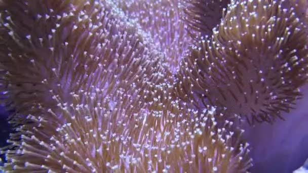 Elegance Coral Saltwater Aquarium — Stock Video