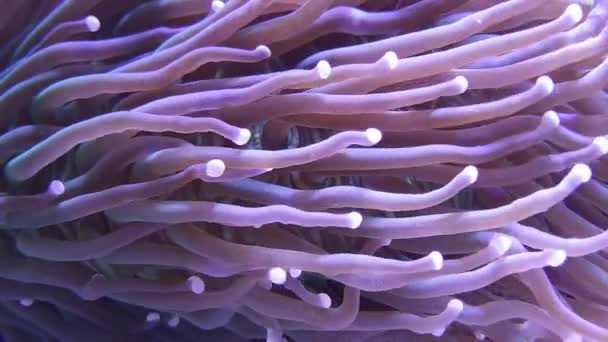 Anemone Korall Tengeri Akvárium — Stock videók
