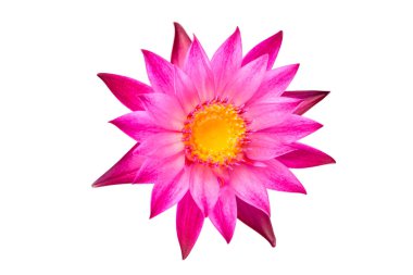 Üst görünüm düz pembe su nilüferleri beyaz arkaplanda izole olarak yatıyordu.