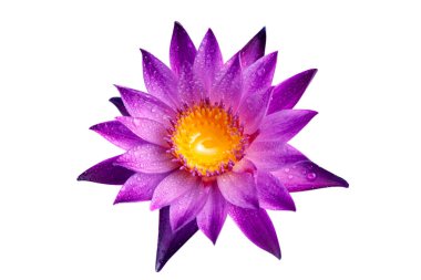 Üst görünüm düz mor nilüfer yatıyordu beyaz zemin üzerinde su damlaları izole.