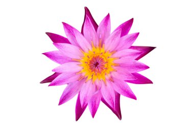 Üst görünüm düz pembe su nilüferleri beyaz arkaplanda izole olarak yatıyordu.