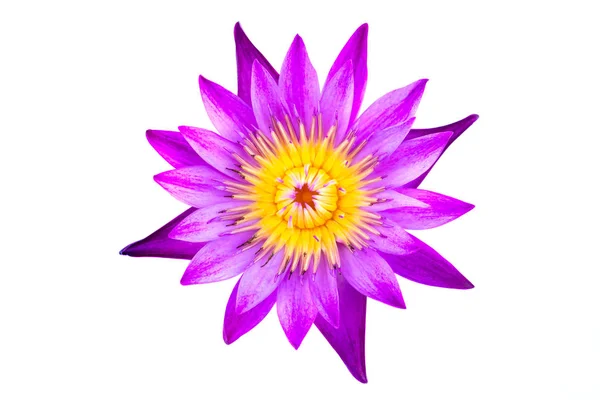 Top View Flat Lay Purple Water Lily Isolated White Background — Stock Photo, Image