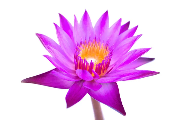 Purple Water Lily Isolated White Background — Stock Photo, Image