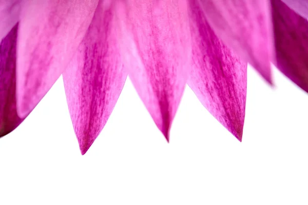 Рожеві Пелюстки Водяної Лілії Крупним Планом Ізольовані Білому Тлі — стокове фото