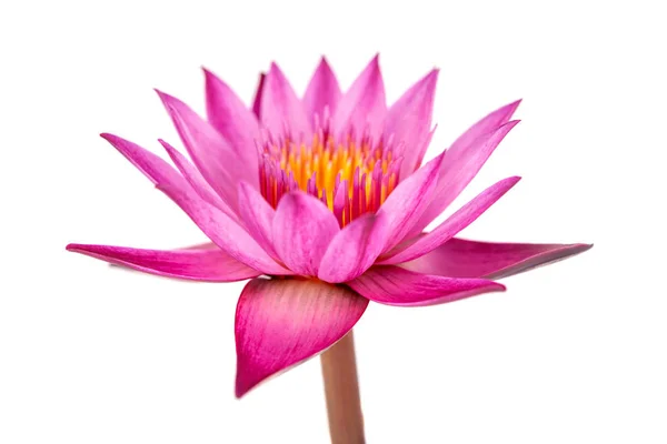 Pink Water Lily Isolated Black Background — Stock Photo, Image