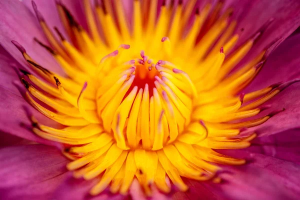 Rózsaszín Liliom Sárga Pollen Közeli Kilátás — Stock Fotó