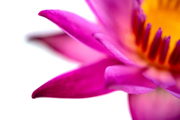 Roze Waterlelie Met Geel Stuifmeel Close Geïsoleerd Witte Achtergrond — Stockfoto