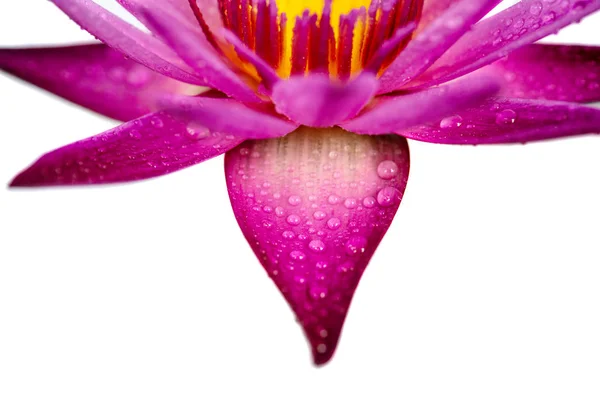 Pink Water Lily Petals Close View Isolated White Background — Stock Photo, Image