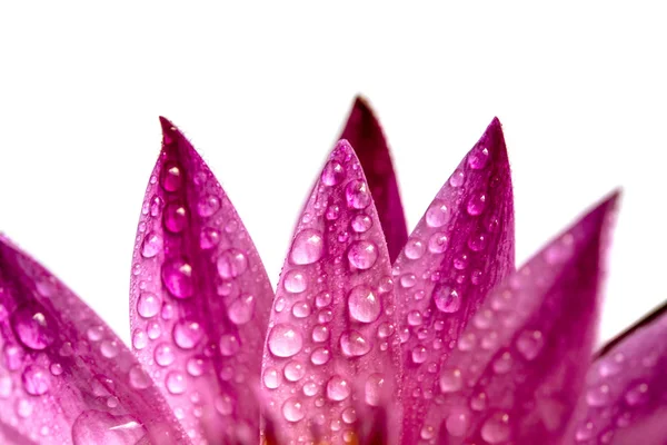 Pétalas Lírio Água Rosa Com Gotas Água Vista Perto Isolado — Fotografia de Stock