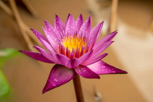 Pink Water Lily Water Drops Lake — Stock Photo, Image