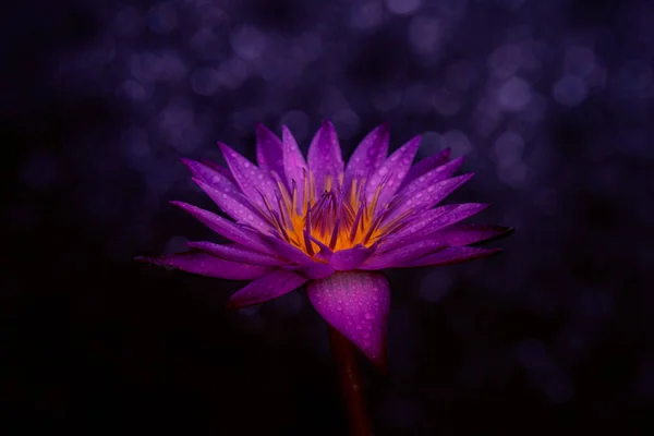 Vízililiom Virág Sötét Bokeh Fény Háttér — Stock Fotó