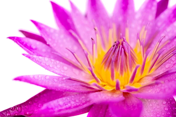 Close Pink Water Lily Yellow Pollen Isolated White Background — Stock Photo, Image