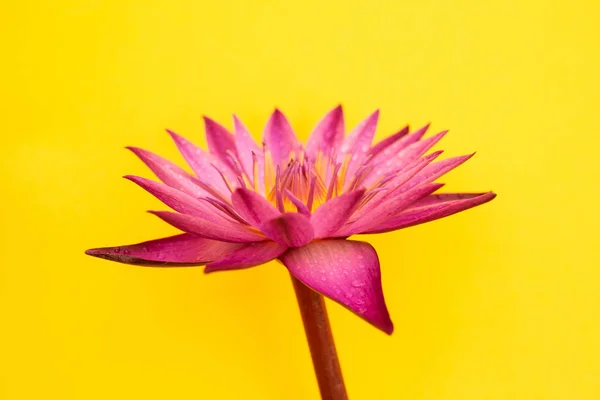 Flor Lírio Água Isolada Fundo Amarelo — Fotografia de Stock